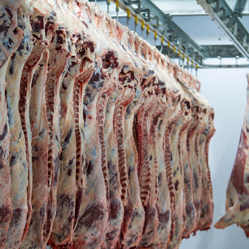 Fresh chilled beef carcass